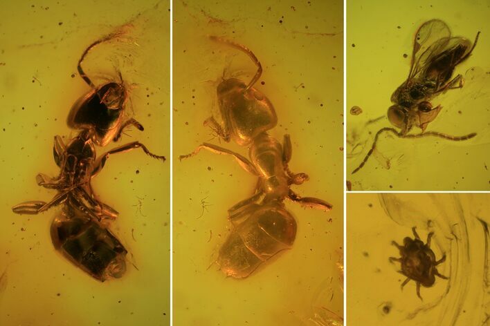 Fossil Ant, Mite & Wasp In Baltic Amber #84651
